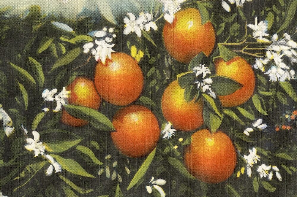 Who Killed The Florida Orange?