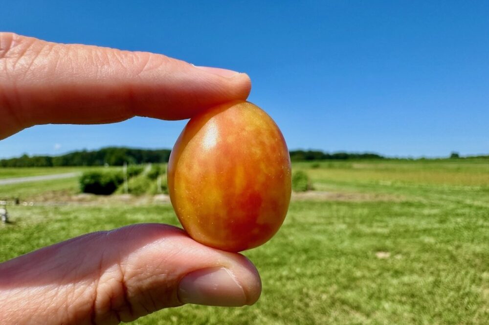 Does The World Need A Better Tomato?